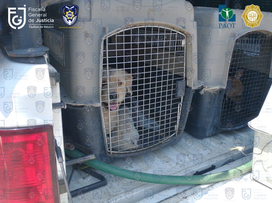Durante la ejecución de un cateo, personal de la SSC y la FGJ rescataron a siete caninos y dos patos que se encontraban en un domicilio ubicado en la alcaldía Gustavo A. Madero; detienen a una persona