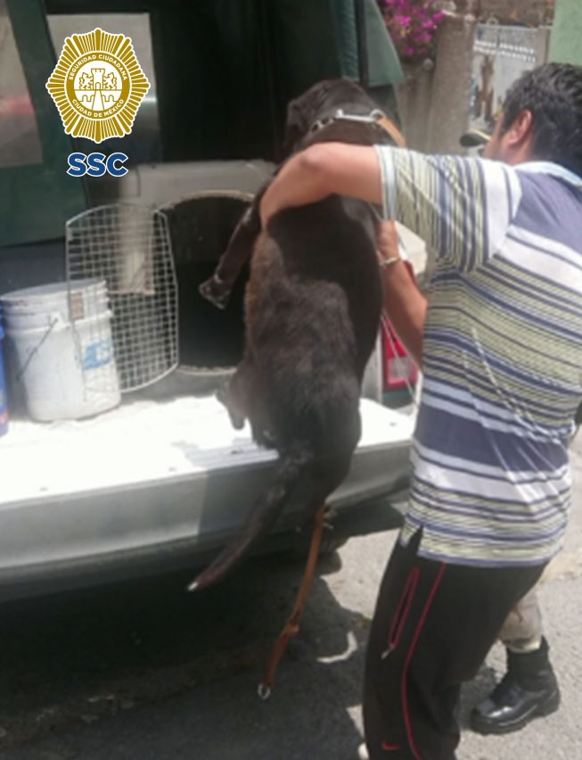 En GAM, personal de la Brigada de Vigilancia Animal de la SSC, atendió una denuncia ciudadana por posible maltrato animal y rescató una perrita
