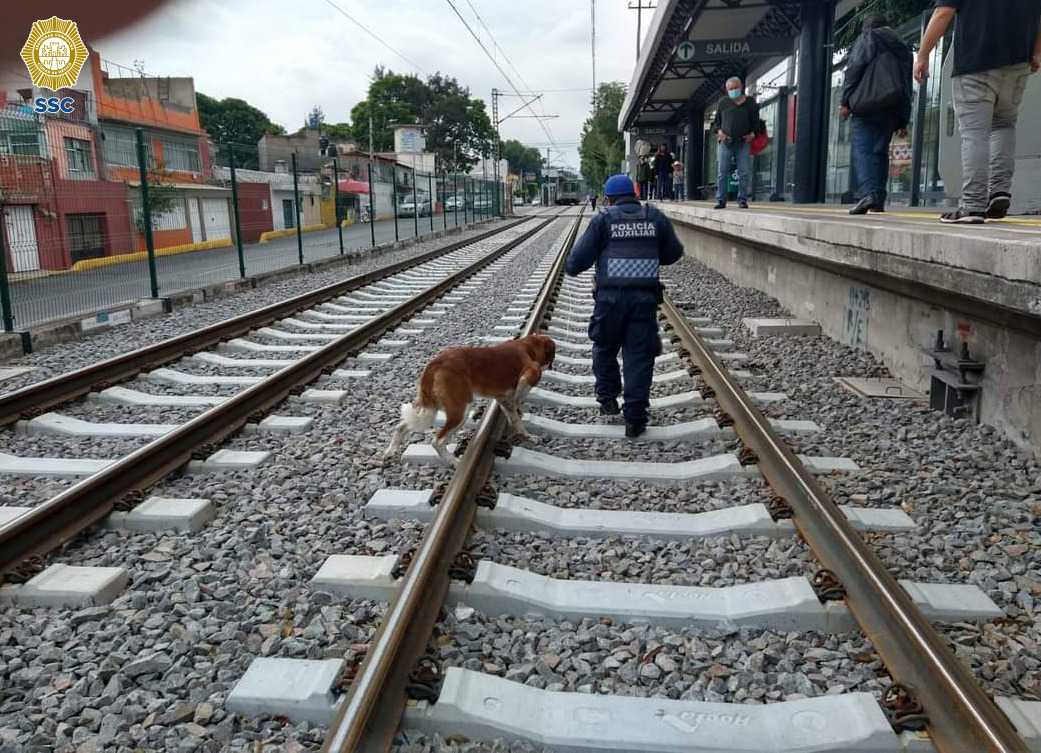 Oficiales de la SSC rescataron a un perrito que se encontraba en las vías del tren ligero en la alcaldía Xochimilco