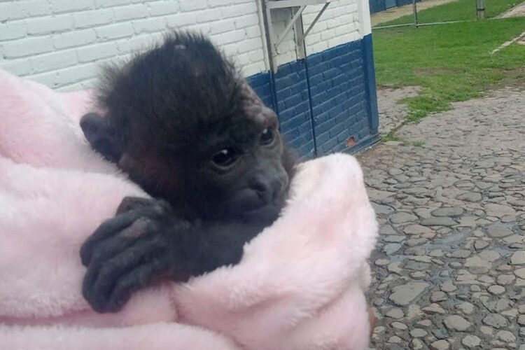 En la colonia Cerro de la Estrella, personal de la brigada de vigilancia animal de la SSC valoró y resguardó a una cría de mono aullador