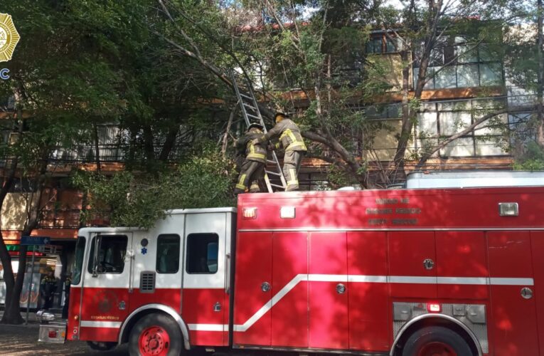 Efectivos de la SSC en coordinación con personal del heroico cuerpo de bomberos, liberaron un tráiler que quedó atorado con la rama de un árbol, en la colonia Nápoles