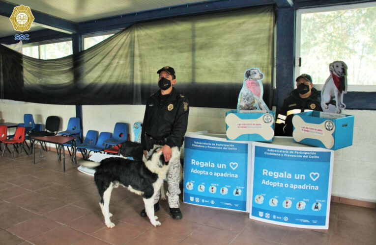 Roñitas y Bob, los perritos que llegaron para quedarse con las y los policías que conforma la familia de la brigada de vigilancia animal de la SSC