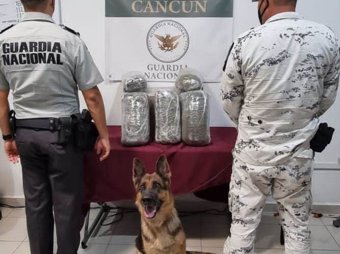 Elementos de la Guardia Nacional aseguran 6 kilos de marihuana en empresa de paquetería de Cancún