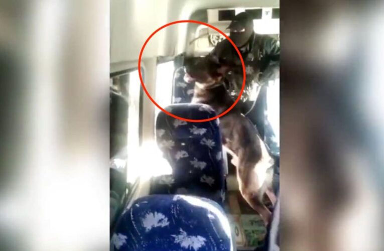 Así detectó perro policía droga en camioneta de la porra de Pumas