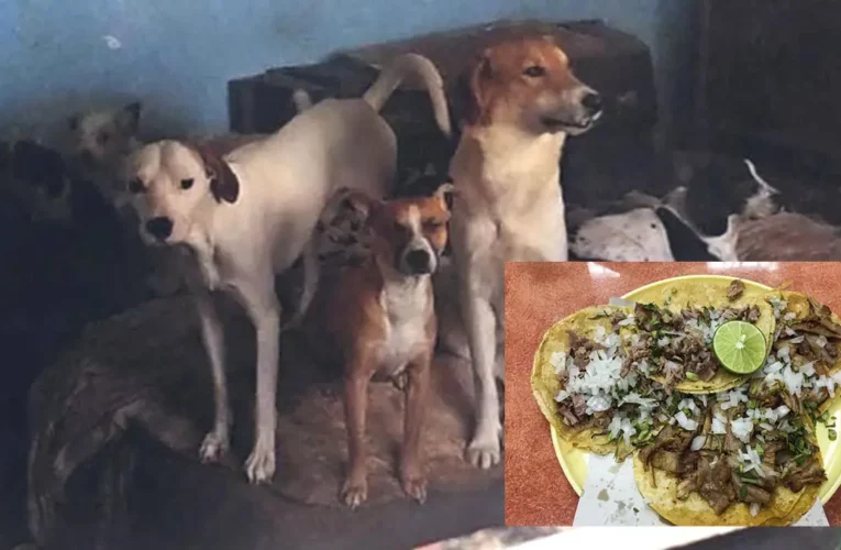 Dos detenidos por vender tacos de perro en el EdoMéx