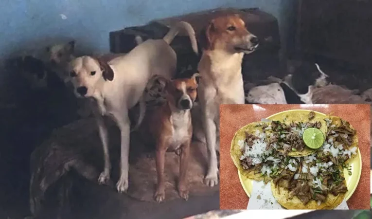Dos detenidos por vender tacos de perro en el EdoMéx