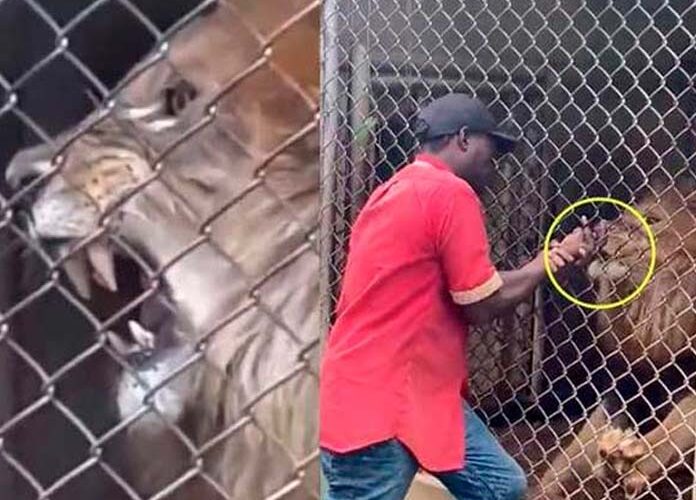 (VIDEO) ¡Aterrador! Un león arranca el dedo de un hombre