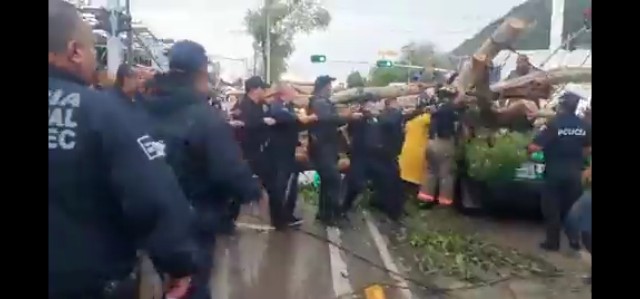(video) Personal de la Policía realiza labores de rescate en derrumbe de arbol