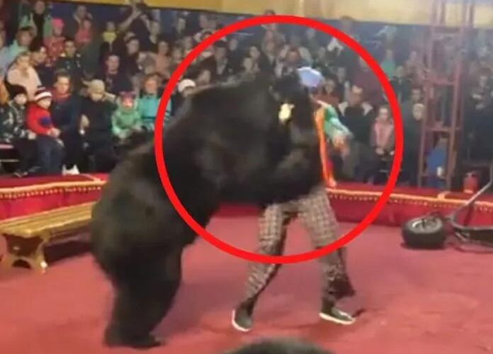 (VIDEO) Oso ataca a su domador en plena función de circo