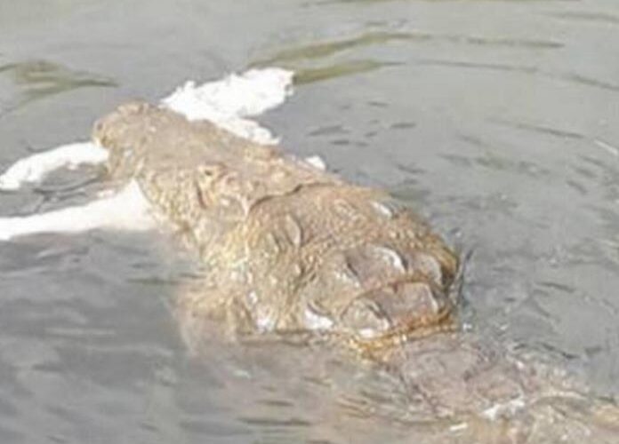 Muere hombre al ser atacado por un cocodrilo en una laguna de Tampico