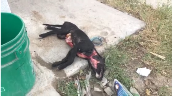 Sujeto es detenido en Ciudad Juárez después de matar a un perro para comérselo