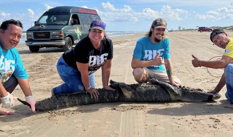 Gran caimán interrumpe la tranquilidad en las Playas de Isla del Padre Sur