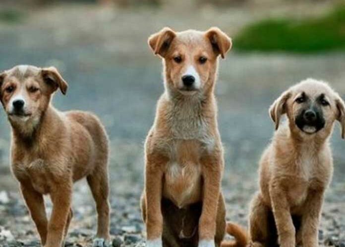 Rescatan 80 perros tras cateo en presunto “matadero” de Neza