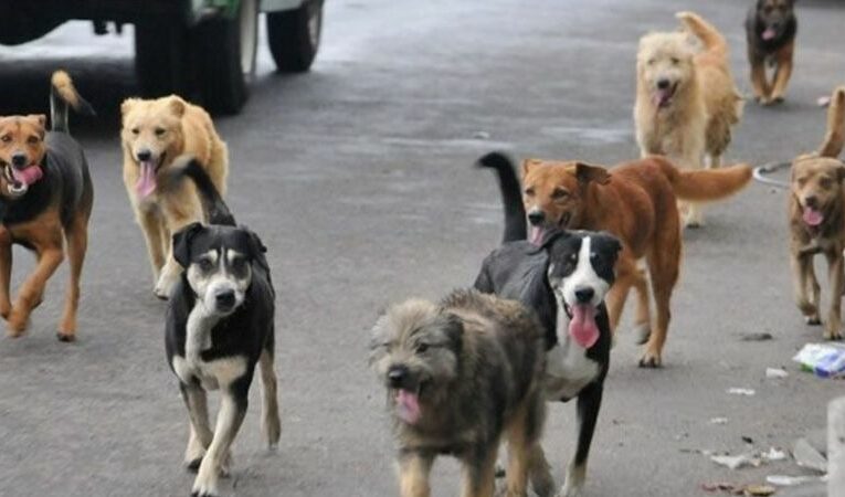 Jauría de perros ataca y mata a un joven en Ixtapaluca