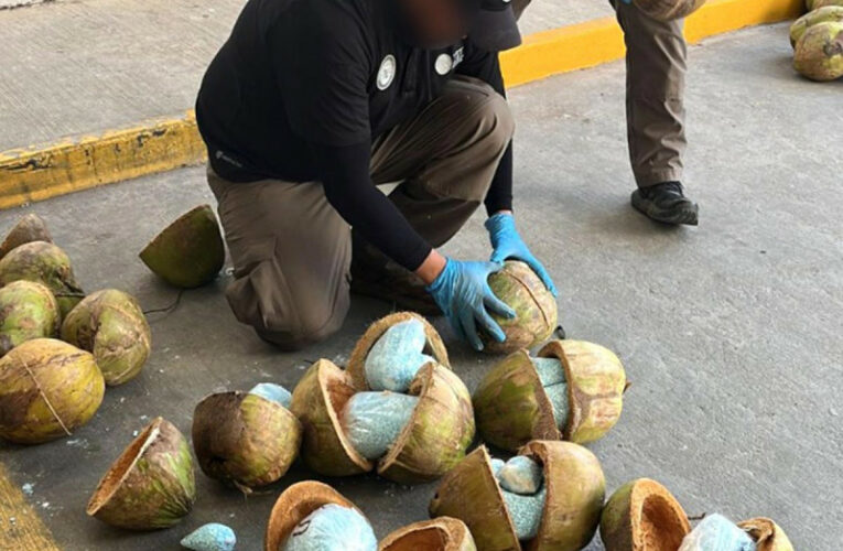 Decomisan 300 kilos de fentanilo dentro de cocos en Sonora