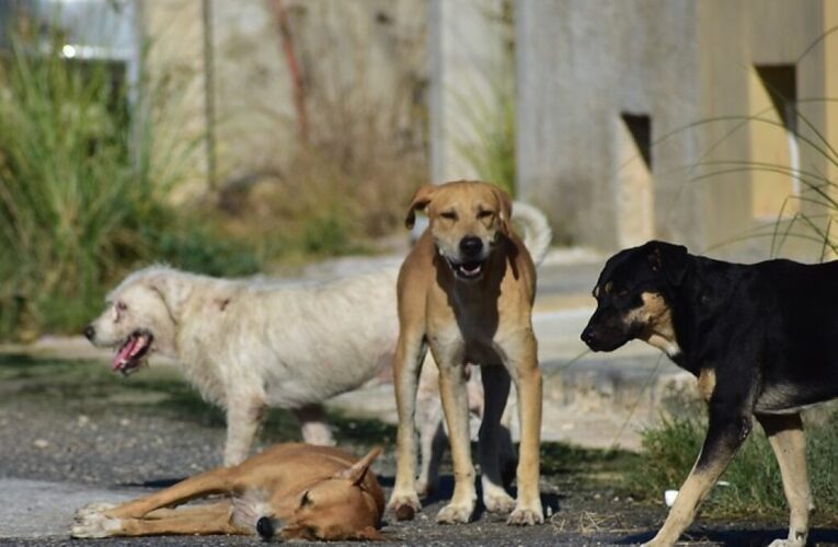 Hombre es buscado por maltrato animal en CDMX