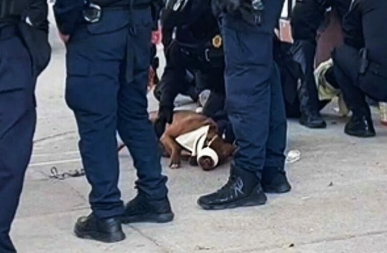 Perrito es llevado al MP por morder a un polícia en la Roma