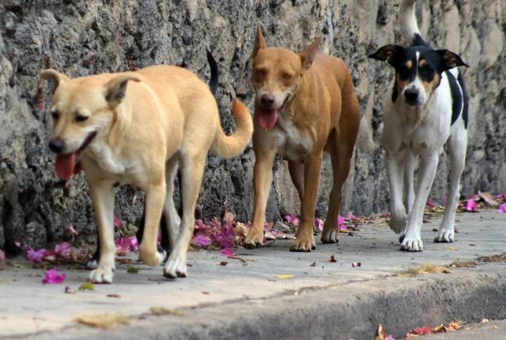 Generan problema salubre 5 millones de perros callejeros