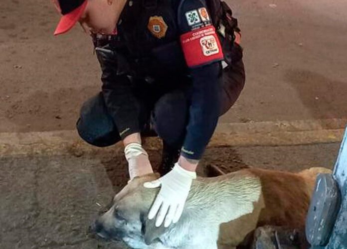 EN LA ALCALDÍA VENUSTIANO CARRANZA, POLICÍAS DE LA SSC Y DE LA BRIGADA DE VIGILANCIA ANIMAL RESCATARON Y AUXILIARON A UN PERRITO QUE FUE ATROPELLADO