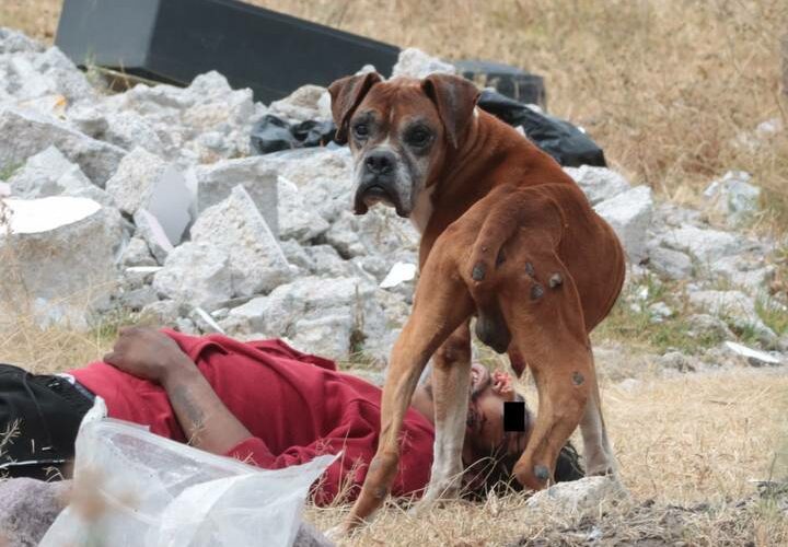 Cadáver envuelto en un costal, era devorado por un perro en Tlalnepantla