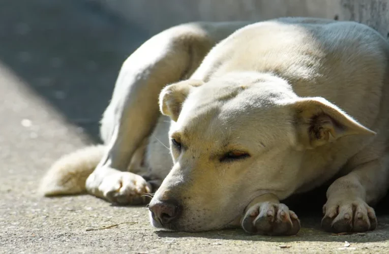 Sentencia en Yucatán establece un nuevo estándar en la lucha contra la crueldad animal