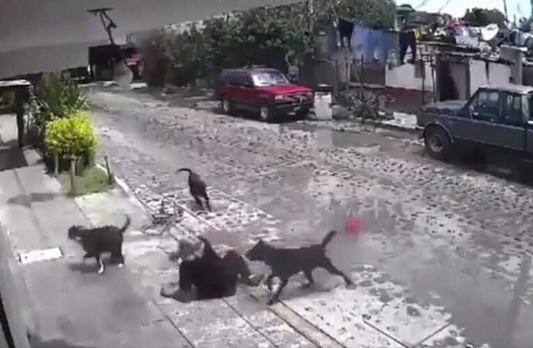 Ataque de perros a mujer mayor en Querétaro: captado en video