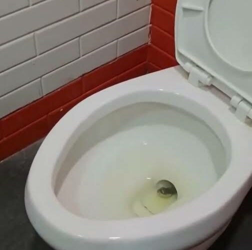 Halla víbora en la taza del baño de restaurante de comida rápida