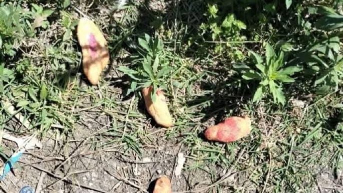 ¡Qué lamentable tragedia! Tres niños pierden la vida tras consumir pan envenenado en Chiapas