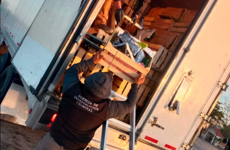 TRANSPORTABA 32 KILOS DE FENTANILO OCULTOS EN UN CARGAMENTO DE NOPALES