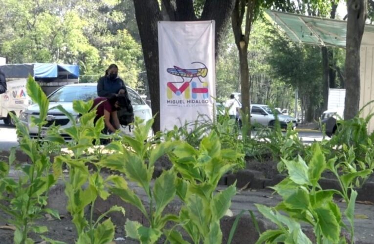 Empleados destrozan jardín público y dejan sin agua a vecinos de Palmas