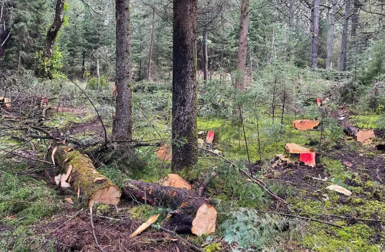 Denuncian devastación forestal en Tlacotepec por tala clandestina