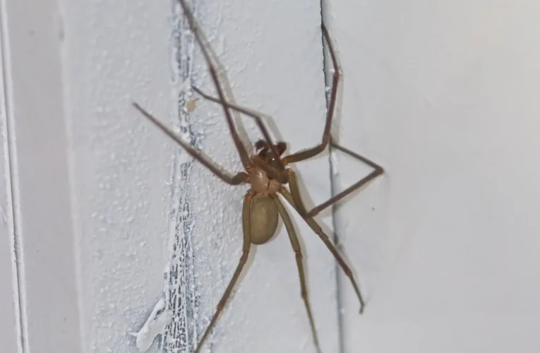 Araña violinista: síntomas y riesgos en temporada de calor