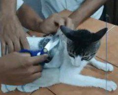 Crimen organizado entrena gato para traficar drogas en cárcel costarricense
