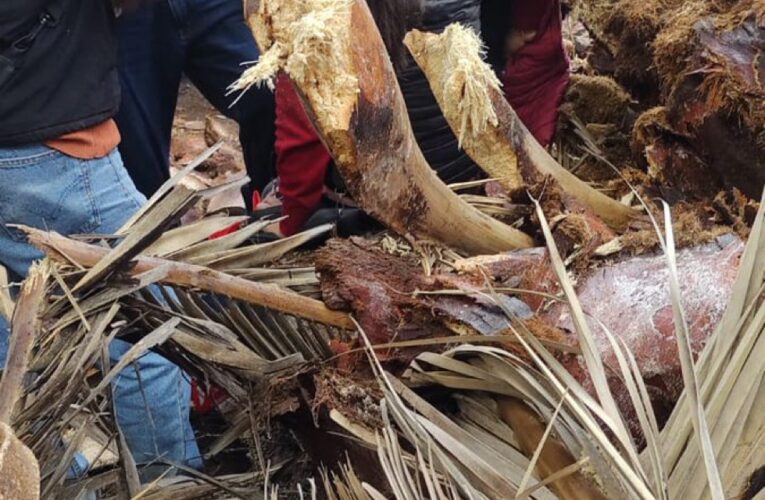 Rama cae y hiere a mujer en la cabeza