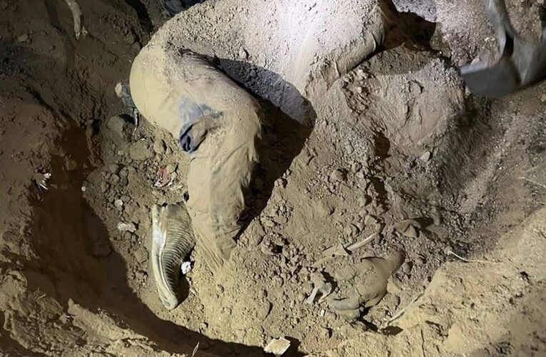 Restos humanos hallados en predio privado de La Cholla