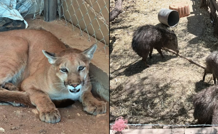 Aseguran puma y seis jabalíes en operativo contra el crimen organizado en Magdalena de Kino