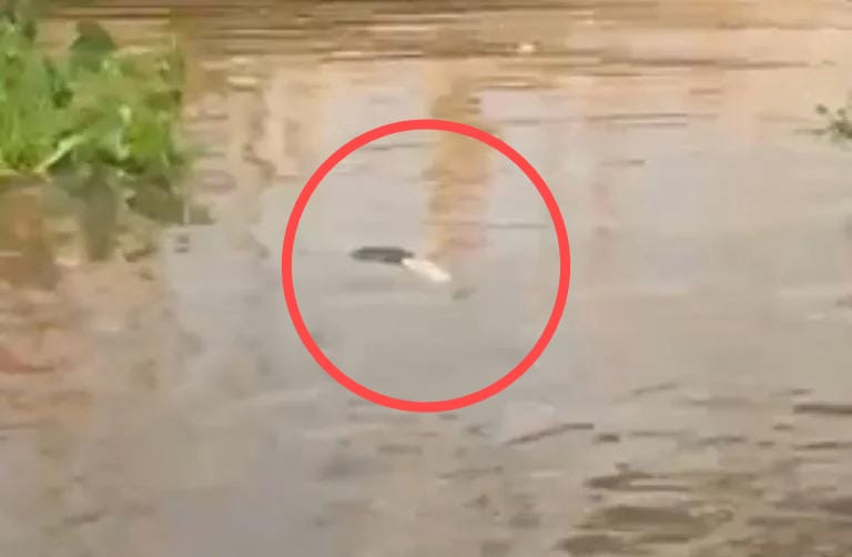 Veracruz: pescadores pierna humana