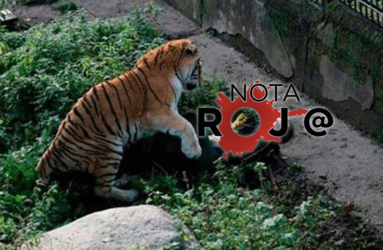 ¡IMPACTANTE ATAQUE FELINO EN MAZAMITLA!