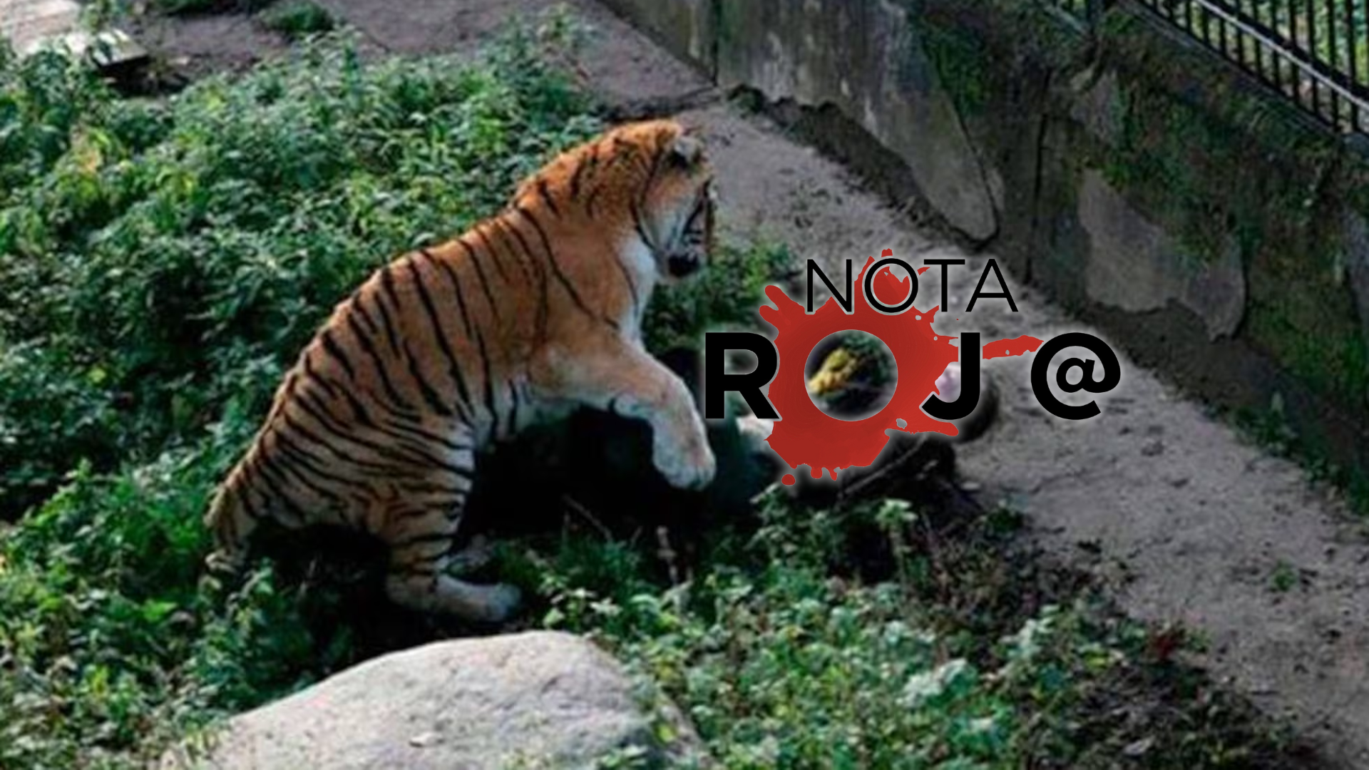 IMPACTANTE ATAQUE FELINO EN MAZAMITLA
