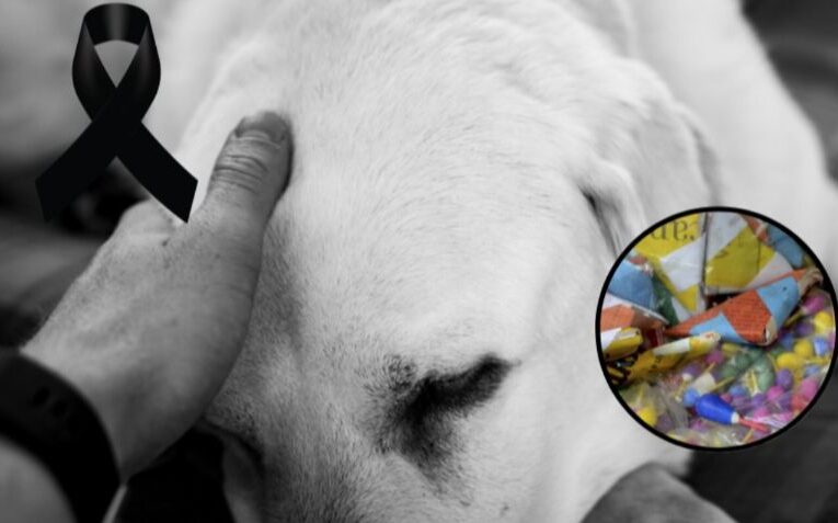 Perrito muere tras ataque con cohete en Neza