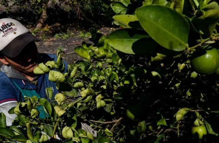 Extorsiones y ataques contra ambientalistas y productores en Michoacán