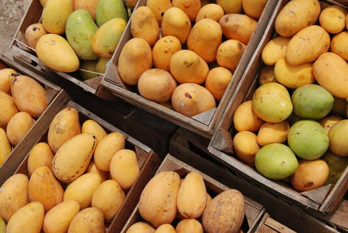 Falsos funcionarios saquean toneladas de mango