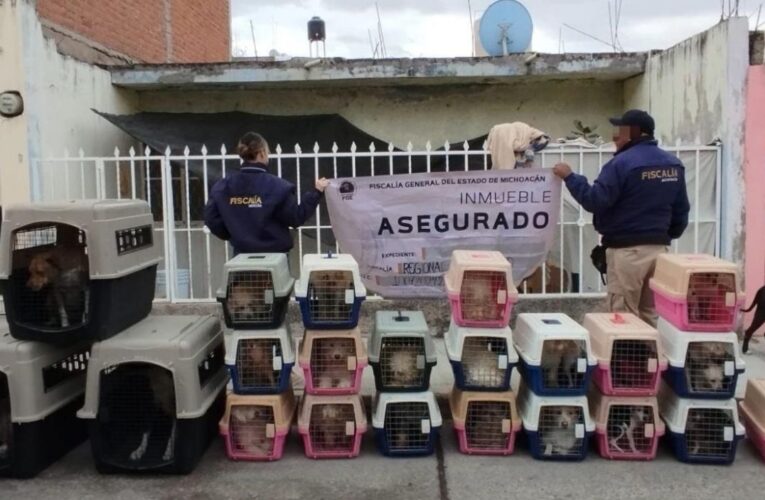 ¡INFIERNO ANIMAL EN ECATEPEC! Rescatan a más de 700 criaturas hacinadas