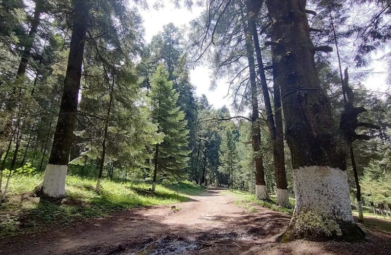 Elementos Seguridad Ocoyoacac hallan cuerpo sin vida de hombre en La Marquesa