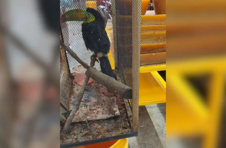¡ESCLAVITUD ANIMAL EN OAXACA! VENDEN TUCÁN EN LA CENTRAL