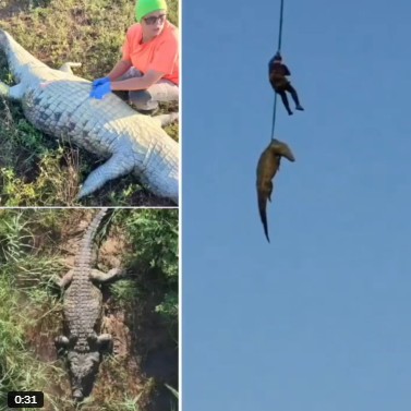 cocodrilo devora empresario