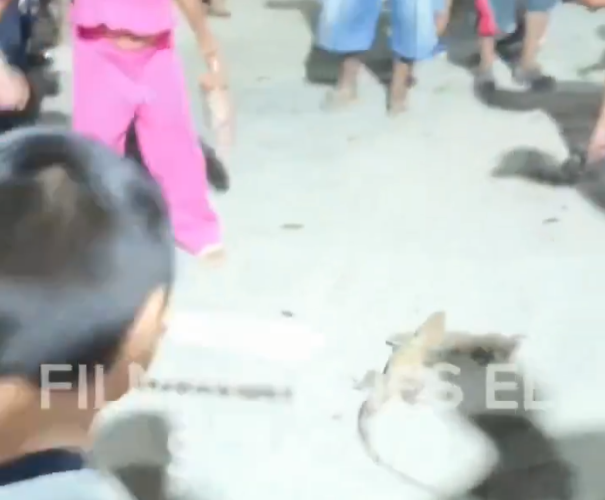 ¡Horror en Pustunich! Piñata con iguanas vivas desata furia en Yucatán
