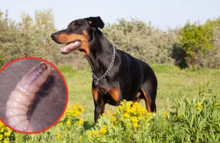 Horror en CDMX: detectan peligroso gusano barrenador en perro y encienden alarmas