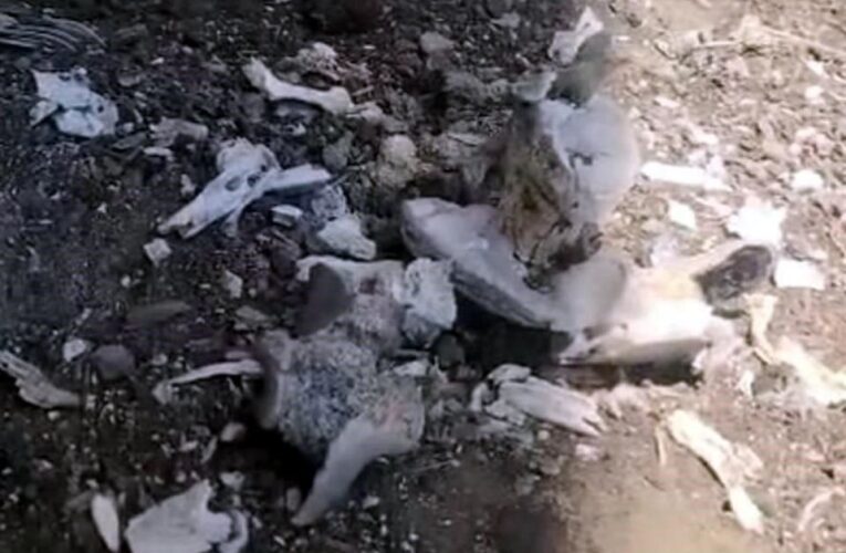 ¡CAMPO DE EXTERMINIO EN TAMAULIPAS: HALLAN SIETE OSAMENTAS Y SEIS COCINAS HUMANAS!