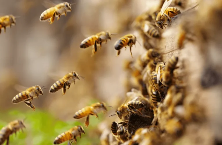 ¡Mantén la calma y corre! Guía de supervivencia ante un ataque masivo de abejas